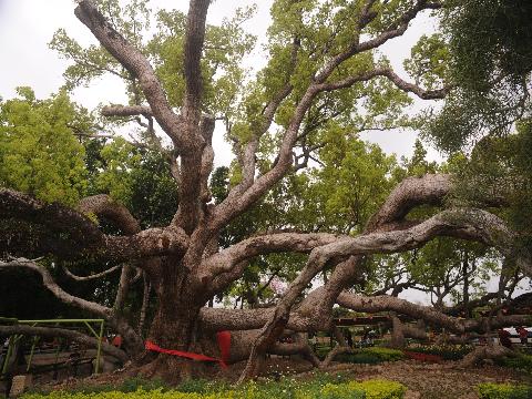 讀懂老樹這本豐富的活教材－－林務局舉辦老樹文化研討會...