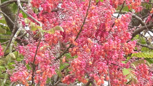 賞花季節［紅花鐵刀木］盛開中