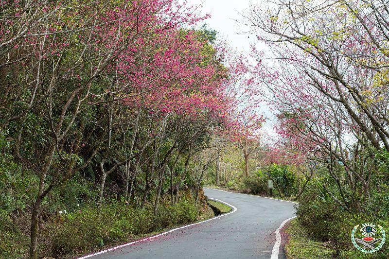 1.石碇區二格道路、北47線及47-1線沿途山櫻花樹已悄悄換上紅粉新裝.jpg